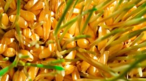 Пророщенная пшеница . Польза или вред