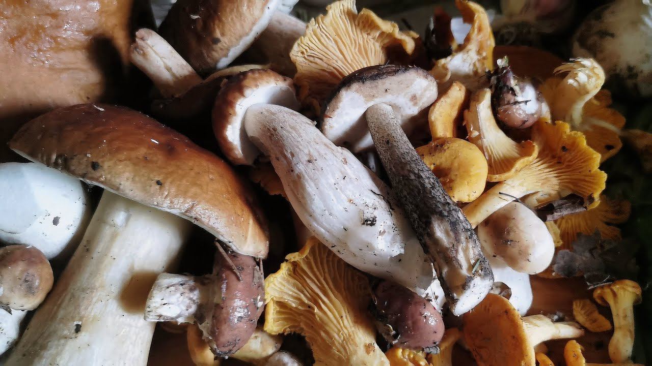 Середина лета, в огороде лепота, в лесу   грибы