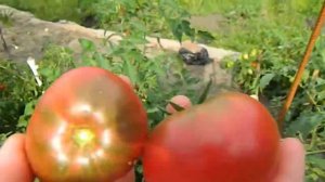 Томат Дикий Фред гном.