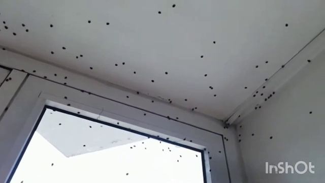 Завтраки обеды ужины в санатории Электра . Одноместный номер . Нашествие божьих коровок . Часть 4 смотреть онлайн