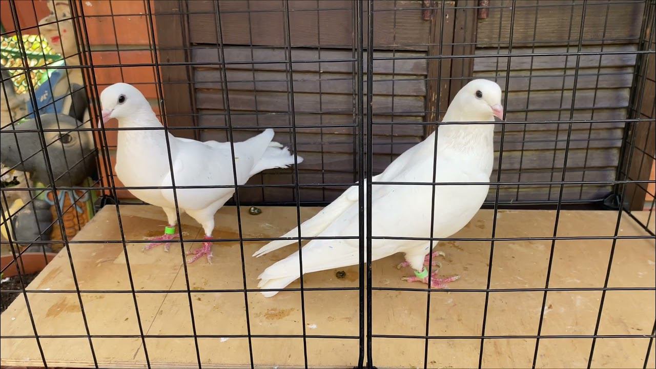 Бакинские голуби ️ старопородные #baku #bakupigeons