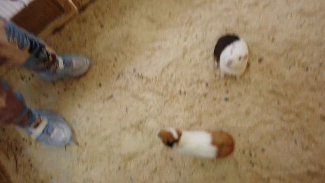 Контактный зоопарк/Contact zoo смотреть онлайн