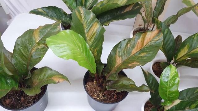 Антуриум вариегатный. Адаптация. Продажа. смотреть онлайн