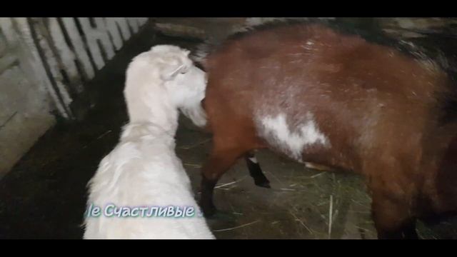 Поездка к жениху! Как перевезти козу в легковом автомобиле? Коза в охоте! Случка коз! смотреть онлайн