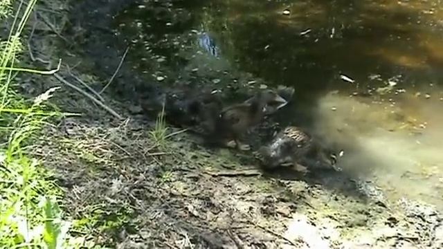 Башкирская утка смотреть онлайн