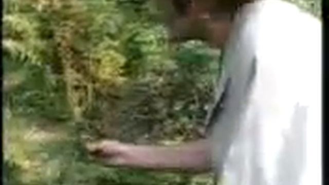 Monty Python - Mosquito Hunting смотреть онлайн