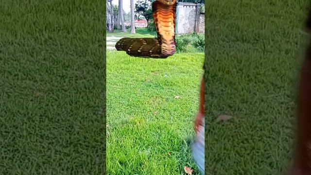 anaconda snake in real life P-17#Snakevideo # nagin#python #bigsnake # cobra #anaconda #shortvideo смотреть онлайн