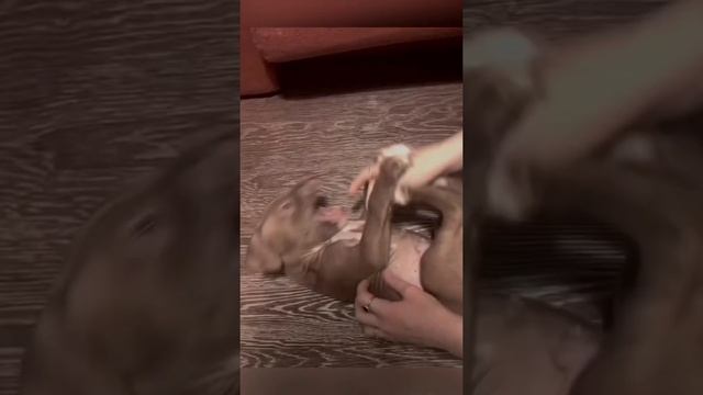 Милые и смешные видео щенка питбуля Джекса смотреть онлайн