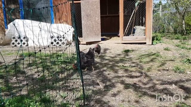 О курочках для детей или курицы в деревне смотреть онлайн