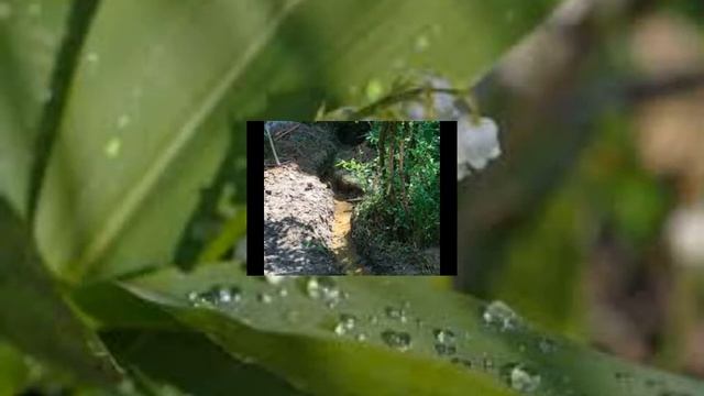 М Лермонтов "Когда волнуется желтеющая нива..." муз. Лины Лаур смотреть онлайн