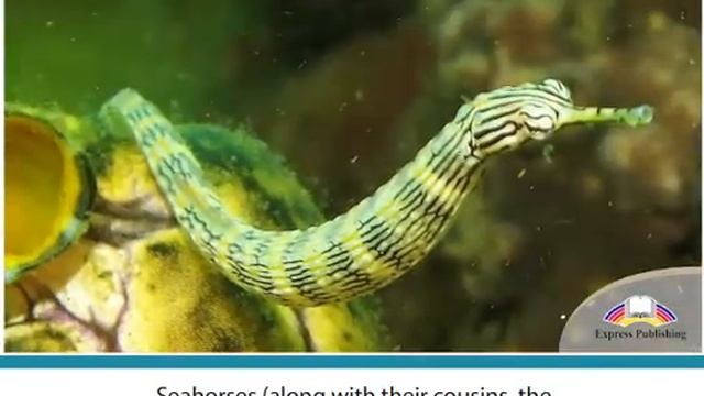Aspect 11 Module 2 UNIQUE UNDERWATER CREATURES смотреть онлайн