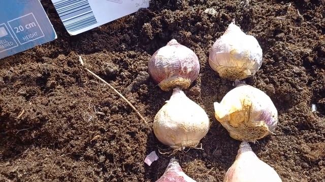 Гиацинты посадка Как правильно сажать гиацинты в открытый грунт осенью смотреть онлайн