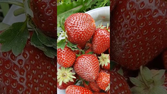 Эх! лето красное...! А на дворе зима! смотреть онлайн