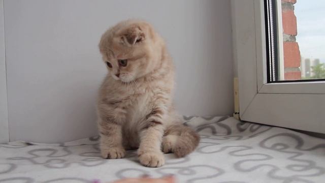 Котенок (мальчик) скоттиш-фолд SFS c22 Кроля+Услада - ч.2 смотреть онлайн