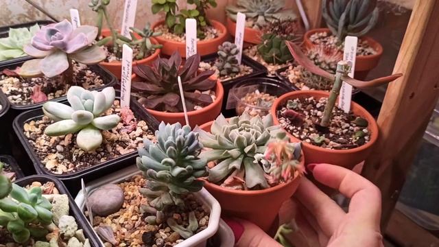Цветение эхеверии топси-турви (echeveria topsy-turvy). Зачем я обрезала цветонос? смотреть онлайн