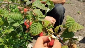 Нижегородец! Ремонтантный сорт малины. Честный обзор.