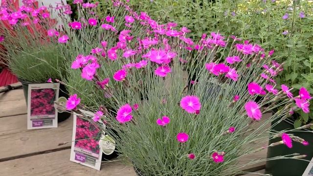 Dianthus 'Firewitch' (Pinks) // Bright, colorful flower with spiky Foliage смотреть онлайн