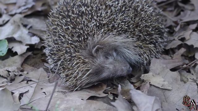 ? Erizo común, Erizo Europeo (Erinaceus europaeus) - Un erinaceomorfo muy común ? смотреть онлайн