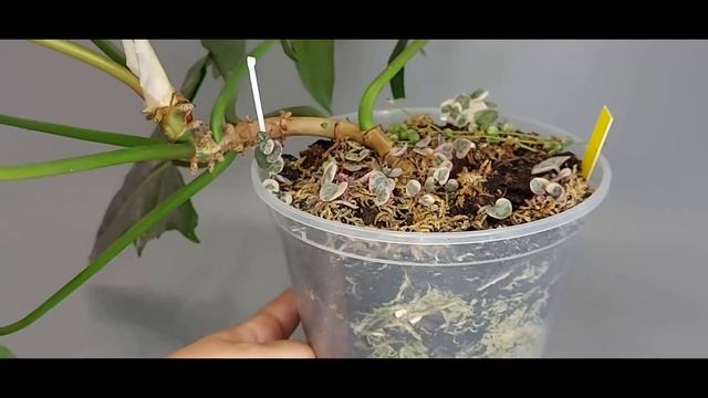 Philodendron Lime Fieddle