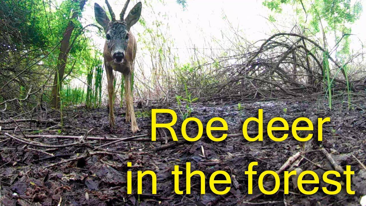 Косули в лесу в разное время суток / Roe deer in the forest смотреть онлайн
