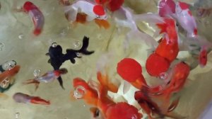 Какие крупы я использую для кормления золотых рыбок.Основные и дополнительные корма.#золотыерыбки