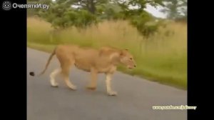 Как спариваются львы