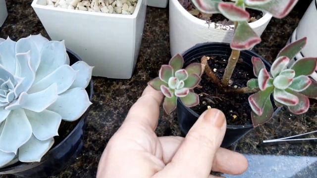 Suculentas Belíssimas @PortadaLu смотреть онлайн