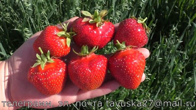 ДЖОЛИ ранний сорт клубники смотреть онлайн