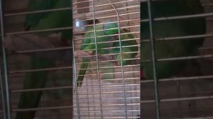 Брачные игры ожереловый попугаев