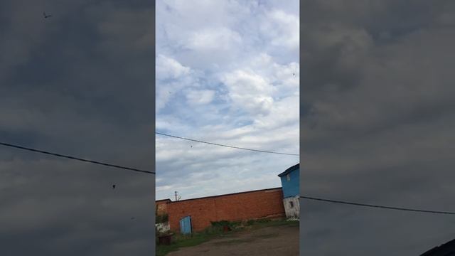 ЧИСТОПОЛЬСКИЕ ГОЛУБИ - ВЫСОКОЛЕТНЫЕ (ВЕРХОВЫЕ), БОЙНЫЕ, ПОЧТОВЫЕ. ТРЕНИРОВКА ЛЕТНЫХ ГОЛУБЕЙ! смотреть онлайн