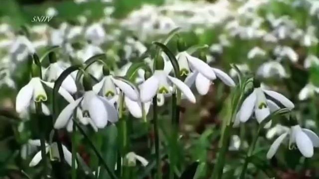 Игорь Пешин - Весна (монолог) смотреть онлайн