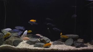 Малавийские цихлиды Мбуна