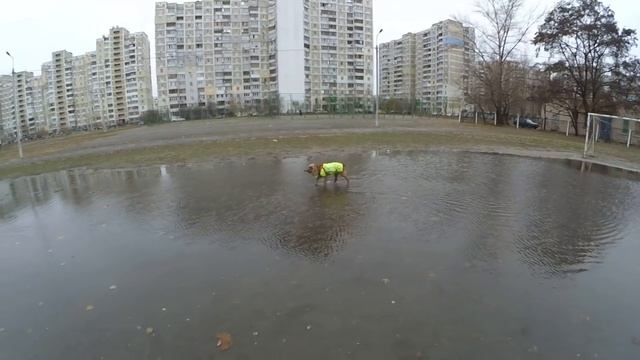 На Сёму напали собаки. Говорящий спаниель. Перевод с собачьего смотреть онлайн