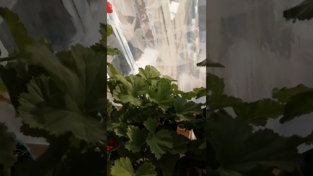Обзор пеларгоний на балконе смотреть онлайн