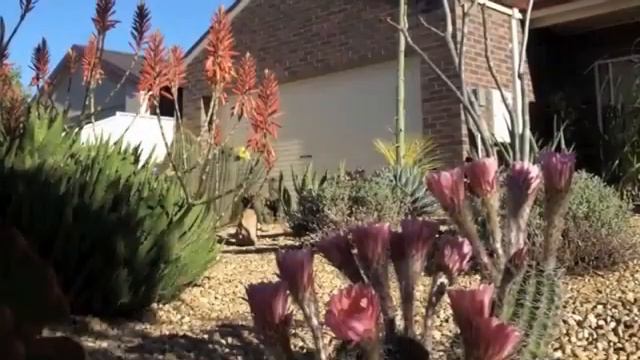 Agave Victoria Regina Variegated