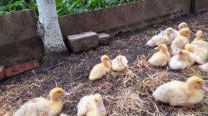 Мускусная белая утка тяжёлых Французской линии и немецкой 2 недели