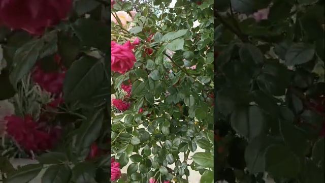 Роза лагуна смотреть онлайн