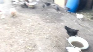 Управление гусятами с первых дней жизни. Содержание и уход гусят-утят
Содержание гусей