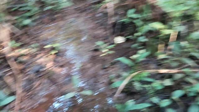 Thăm Câu Cá Trê Trúng Mánh Cá Trê Khủng l Fishing смотреть онлайн