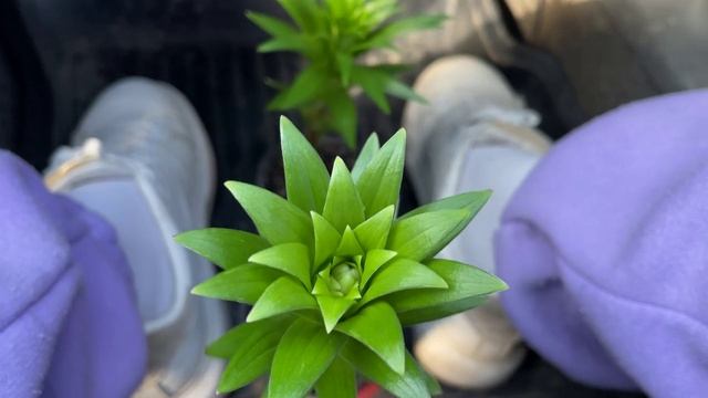 VLOG/ЛЕНТА/ПОКУПКИ/РЕМОНТ ДАЧНОГО ДОМИКА/ смотреть онлайн