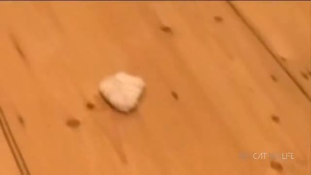 55/5000 CATS Vs CUCUMBER PICKLE CATS FUNNY Кошки Компиляция смотреть онлайн