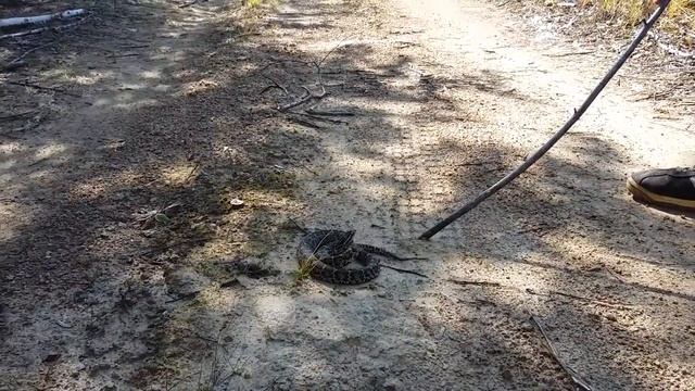 Забайкальская гадюка смотреть онлайн