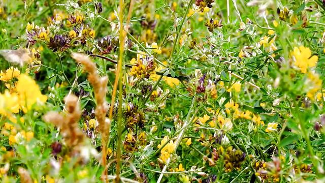 Moth Spiritual Meaning смотреть онлайн