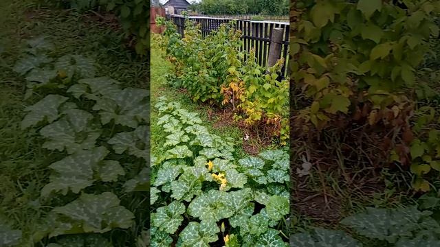 Тыква гигант! смотреть онлайн