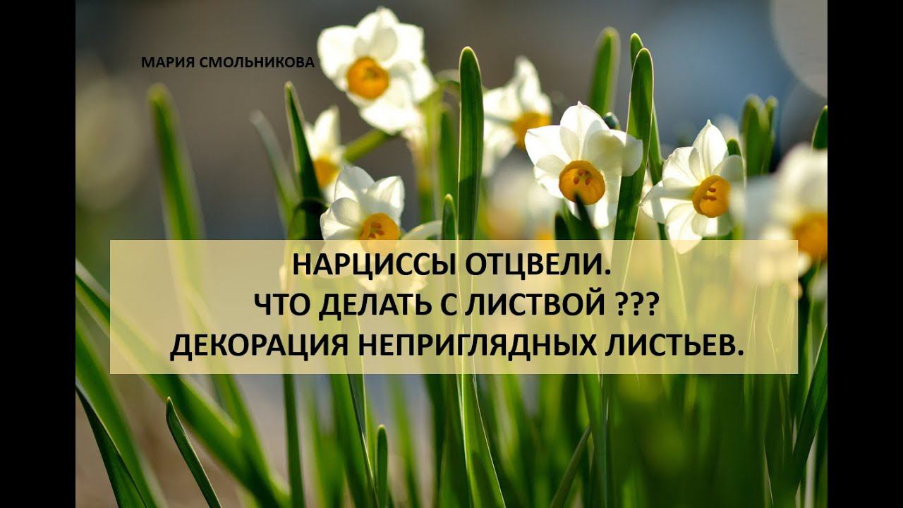 Нарциссы отцвели.Что делать с листвой??? Декорация неприглядных листьев. смотреть онлайн