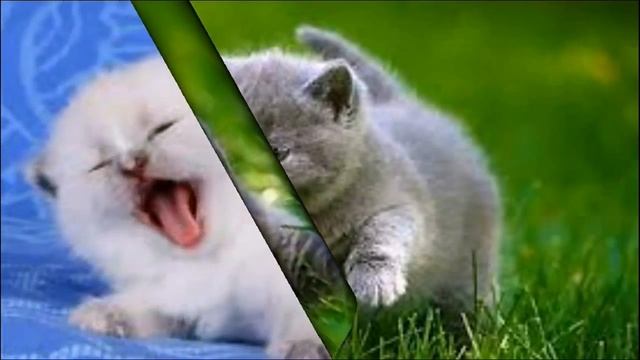 как и чем кормить персидскую кошку? смотреть онлайн