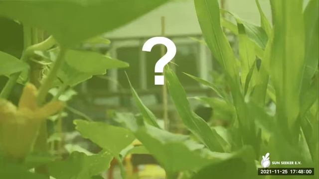 Sun Seeker | экспериментальный сад в Доме статистики в Берлине смотреть онлайн