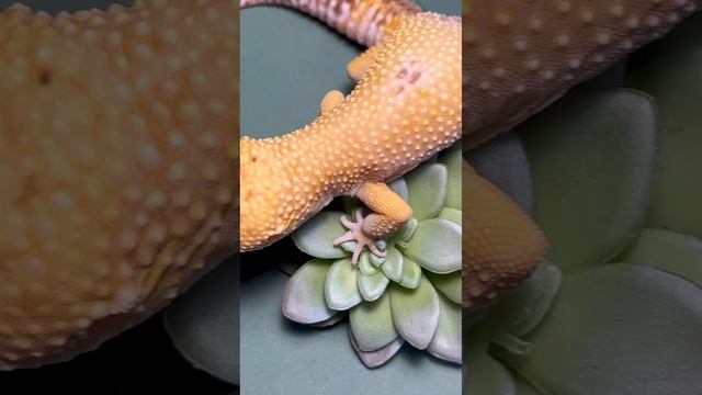 Суккуленты для геккончиков? #агама #черепаха #эублефар #паук #террариум #флорариум смотреть онлайн