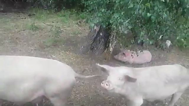 дьиикэй сибиинньэлэр смотреть онлайн