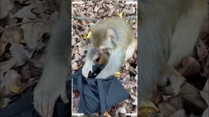 The Best of Monkey Videos - A Funny Monkeys Compilation Ep48